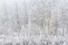 Wyoming, Jackson. Grand Teton NP, Lacy ice covers aspen trees and plants at foggy Oxbow Bend Art Print